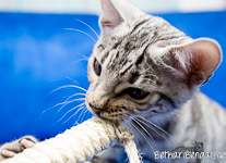 Bengalische Katze